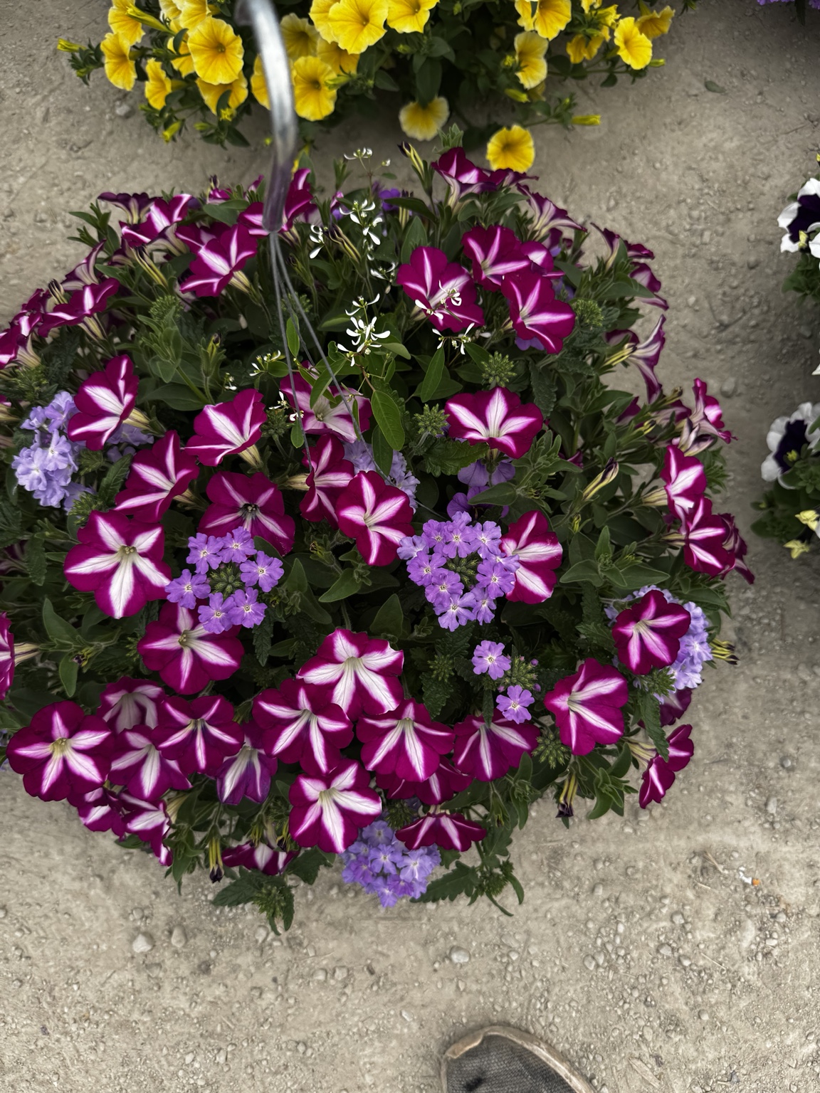 Close-up of flowering annuals grown by Wells Plants